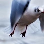 IMG_0709 les mouettes